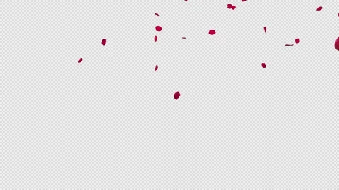 Red Rose Petals Fall on Alpha Stock Footage 256735357