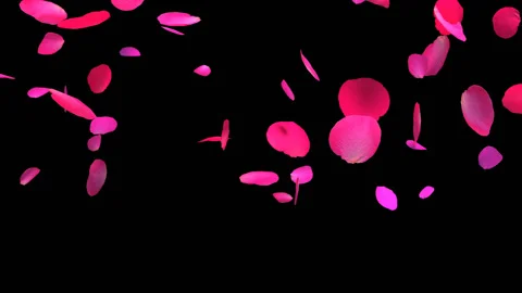 Red Rose Petals Fall Video stock 89247546