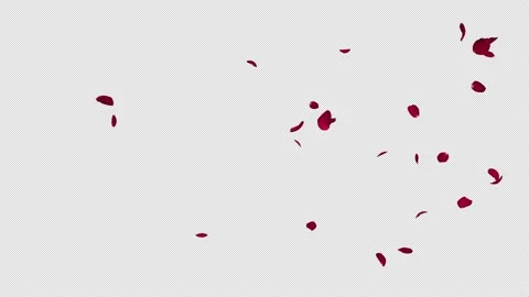 Red Rose Petals Fall Stock Footage 232687538