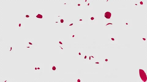Red Rose Petals Fall Loop on Alpha Stock Footage 256735336