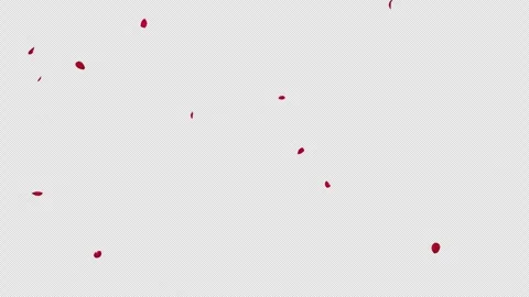 Red Rose Petals Falling 2 Pack Start to End and Loop on Alpha. Video stock 342212437
