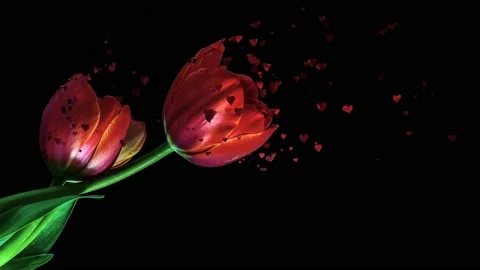 Red rose petals falling 3D concepts - Beautiful Red blossoms Rose flower fall 스톡 동영상 147834662