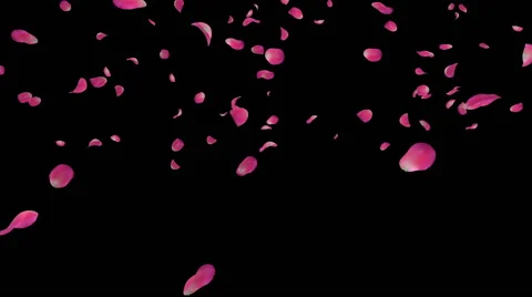 Red rose petals falling with alpha Stock Footage 46701022