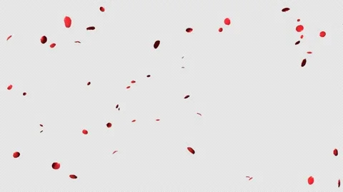 Red rose petals falling on alpha background in 4K Stock Footage 237596819