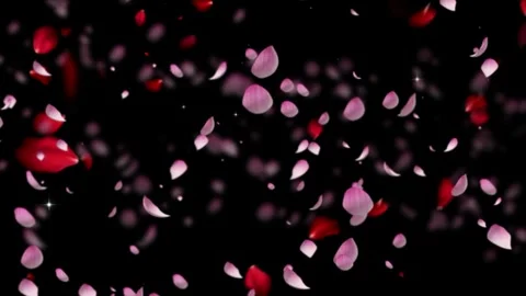 Red rose petals falling on black background Stock Footage 340613501