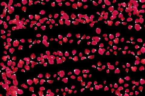 Red rose petals falling on a black background Stock Illustration