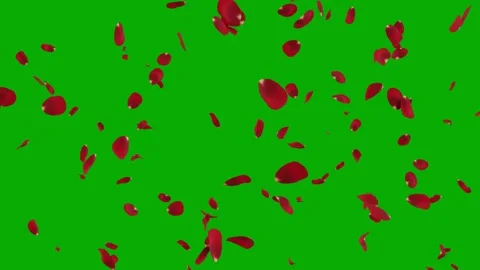 Red rose petals falling down on a green screen Video stock 331766250