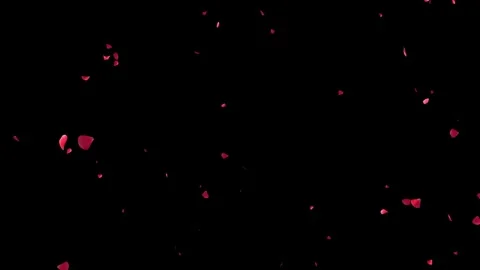 Red rose petals falling gently in slow motion on black background Stock Footage 327567861