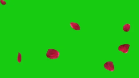 Red Rose Petals Falling Green Screen Video Effect Stock Footage 265149744