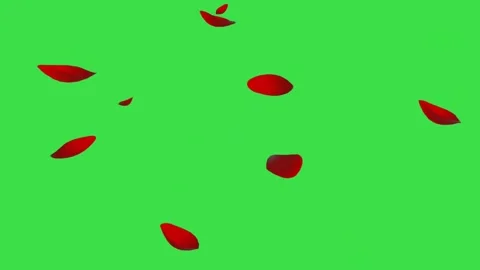 Red rose petals falling on green screen background for romantic floral animation Stock Footage 329964913