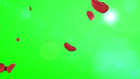 Red Rose Petals Falling on Green Screen Background with Light Flares Stock Footage 337454066