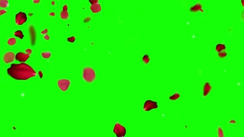 Red rose petals falling on green screen. Romantic floral background overlay for Video stock 339395095