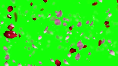 Red rose petals falling on green screen Stock Footage 340613497