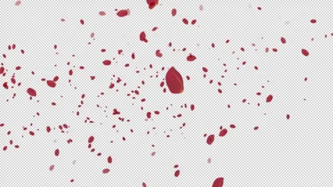 Red Rose Petals Falling Left Transparent Alpha Stock Footage 272497339