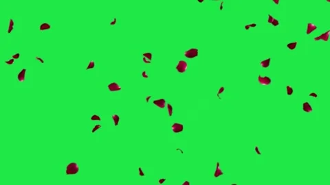 Red Rose Petals Falling Loop Animation Green Screen Stock-Footage 302943104