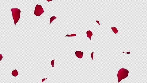 Red Rose Petals Falling Pack Start to End and Loop on Alpha. Stock Footage 341644451
