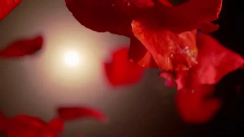 Red rose petals falling in slow motion against soft bokeh lights background. Stock Footage 300324275