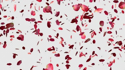 Red rose petals falling on transparent background Video stock 169609455