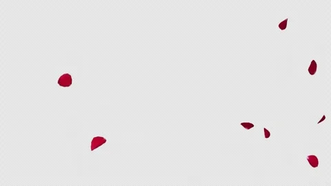 Red Rose Petals Falling on Transparent Alpha Vidéo 345183033