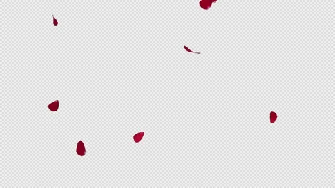 Red Rose Petals Falling on Transparent Alpha Video stock 346861466