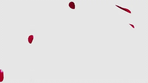 Red Rose Petals Falling on Transparent Alpha 스톡 동영상 347200726
