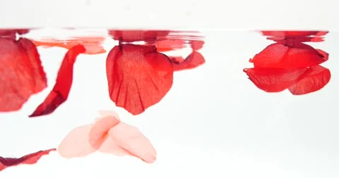 Red rose petals falling into water isolated on white motion element Video stock 219443191