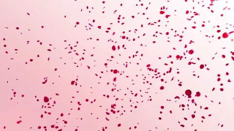 Red Rose Petals Falling on White Background Stock Footage 221404368