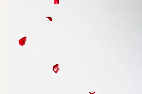 Red Rose Petals Falling on White Background Stock Photos