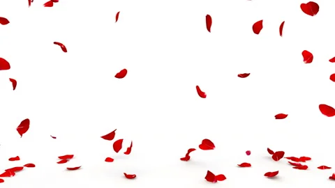 Red rose petals fly from both sides and fall to the floor. 4K video quality Stock Footage 145913643