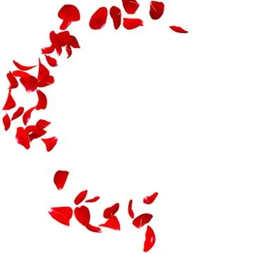 Red rose petals fly in a circle. The center free space for Your photos or tex Illustrazione stock
