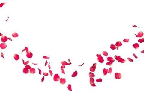 Red rose petals fly in a circle. The center free space for Your photos or tex Stock Illustration
