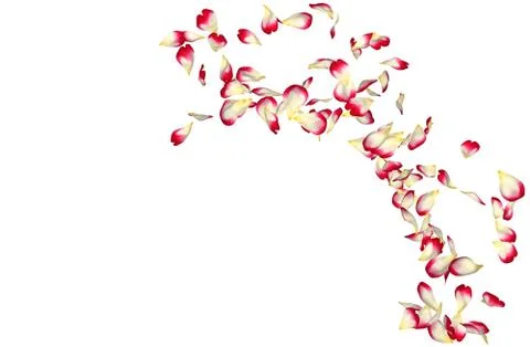 Red rose petals fly in a circle. The center free space for Your photos or tex Stock Photos