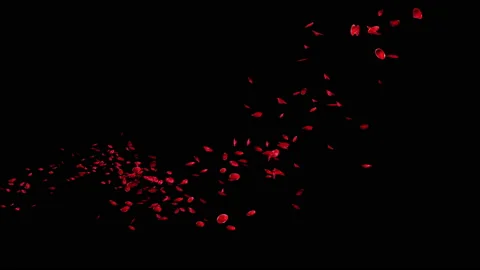 Flying petals of roses with on an black , Stock Video