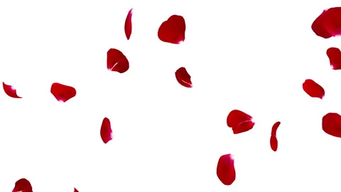 Red rose petals flying isolated on white background Stock Footage 85903973