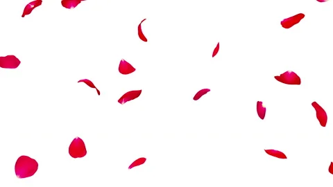 Red rose petals flying isolated on white background Stock Footage 85906762