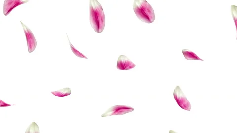 Red rose petals flying isolated on white background Stock Footage 85907257