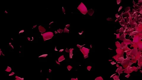 Red Rose Petals Flying from side green screen Black Background Transition 4k Video stock 100165419