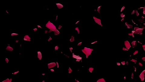 Red Rose Petals Flying from side Air Alpha Matte Black Background Transition 4k Video stock 100165431