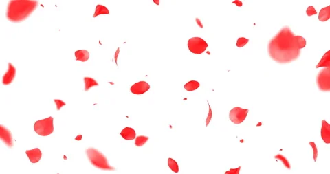 Red rose petals flying with vortex on chroma key, green screen background Stock Footage 169586298