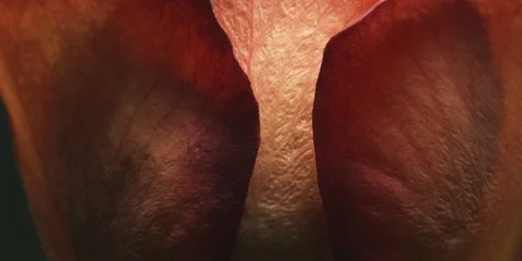 Red rose petals Stock Footage 103783434