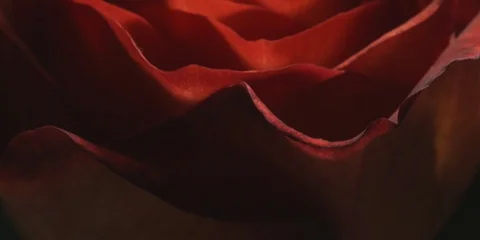 Red rose petals Stock Footage 103783496
