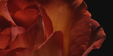 Red rose petals Stock Footage 103783581