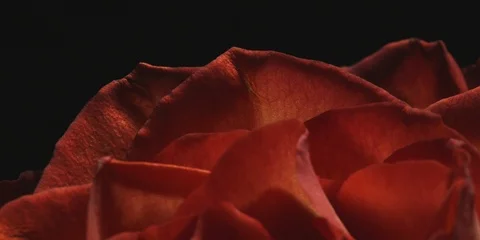 Red rose petals Stock Footage 103783701