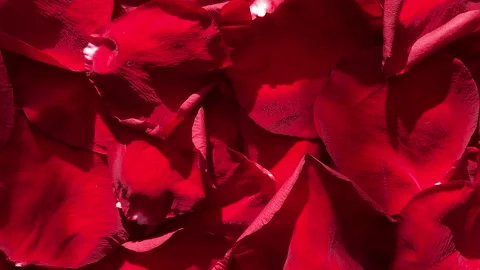 Red rose petals Stock Footage 220793670