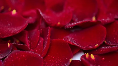 Red rose petals Stock Footage 289727273