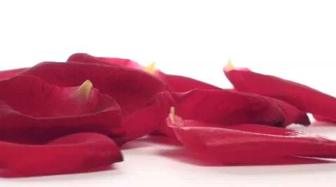 Red rose petals loop V1 - HD Stock-Footage 572265