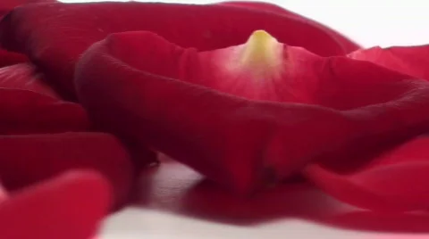 Red rose petals loop V2 - HD Stock Footage 572269