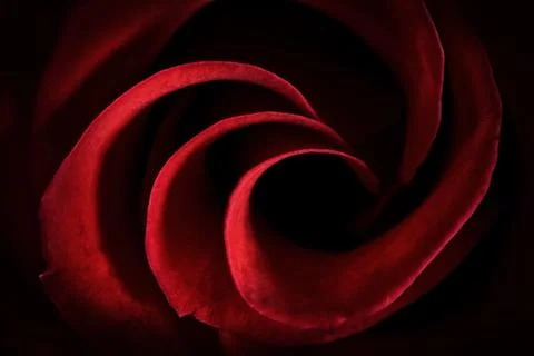 Red Rose Petals Macro - Abstract Stock Photos