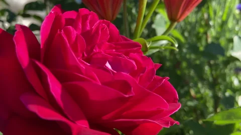 Red rose petals, macro shot outdoors on a sunny day Stock Footage 243583317