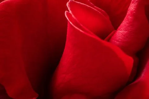Red rose petals macro view with soft light and velvety texture 스톡 사진